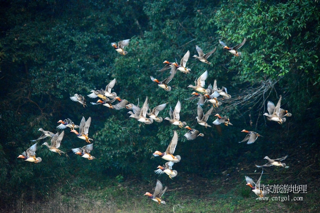 進入初冬，大批野生鴛鴦陸續(xù)飛抵江西婺源縣賦春鎮(zhèn)鴛鴦湖越冬，小精靈們在湖面上或相互依偎、卿卿我我；或隨波逐流、嬉戲打鬧，悠閑自在生活在青山綠水之間，優(yōu)良的水域和豐富的湖畔闊葉林，為鴛鴦過冬提供良好生存環(huán)境，婺源鴛鴦湖已成為亞洲最大的野生鴛鴦越冬棲息地。（攝于12月4日下午）
