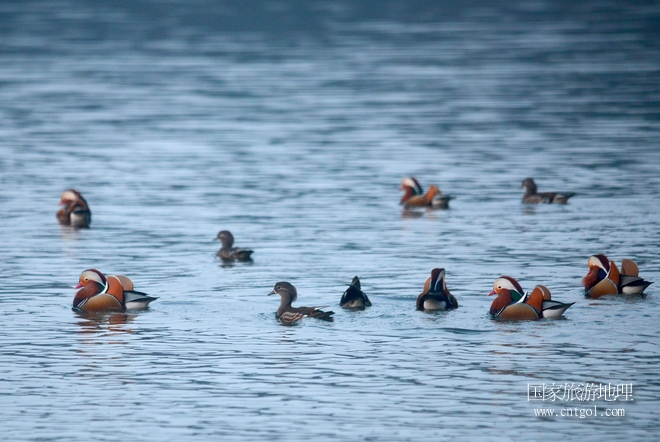 進入初冬，大批野生鴛鴦陸續(xù)飛抵江西婺源縣賦春鎮(zhèn)鴛鴦湖越冬，小精靈們在湖面上或相互依偎、卿卿我我；或隨波逐流、嬉戲打鬧，悠閑自在生活在青山綠水之間，優(yōu)良的水域和豐富的湖畔闊葉林，為鴛鴦過冬提供良好生存環(huán)境，婺源鴛鴦湖已成為亞洲最大的野生鴛鴦越冬棲息地。（攝于12月4日下午）