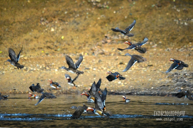 進入初冬，大批野生鴛鴦陸續(xù)飛抵江西婺源縣賦春鎮(zhèn)鴛鴦湖越冬，小精靈們在湖面上或相互依偎、卿卿我我；或隨波逐流、嬉戲打鬧，悠閑自在生活在青山綠水之間，優(yōu)良的水域和豐富的湖畔闊葉林，為鴛鴦過冬提供良好生存環(huán)境，婺源鴛鴦湖已成為亞洲最大的野生鴛鴦越冬棲息地。（攝于12月4日下午）