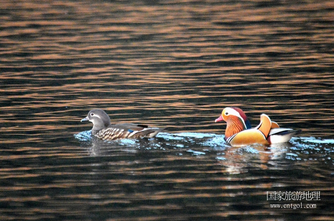 進入初冬，大批野生鴛鴦陸續(xù)飛抵江西婺源縣賦春鎮(zhèn)鴛鴦湖越冬，小精靈們在湖面上或相互依偎、卿卿我我；或隨波逐流、嬉戲打鬧，悠閑自在生活在青山綠水之間，優(yōu)良的水域和豐富的湖畔闊葉林，為鴛鴦過冬提供良好生存環(huán)境，婺源鴛鴦湖已成為亞洲最大的野生鴛鴦越冬棲息地。（攝于12月4日下午）